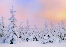 Choinki, Śnieg, Zima