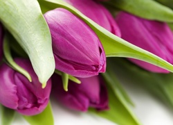 Fioletowe, Tulipany, Zielone, Liście