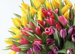 Bukiet, Różne, Kolory, Tulipanów