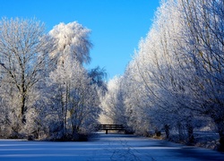 Drzewa, Śnieg, Zima