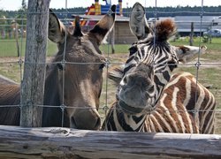 Zebra, Osioł