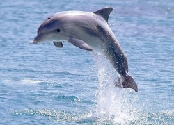 Delfin, Skok, Woda