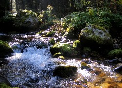 Potok, Tatry