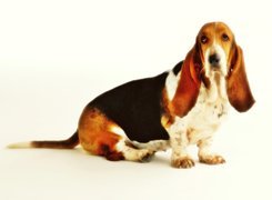 Basset