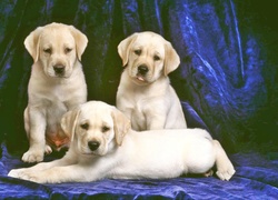 Trzy, Golden Retreviery