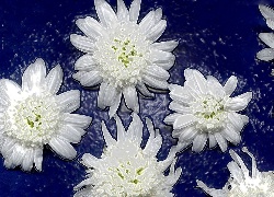 Białe, Kwiatki, Niebieskie, Tło