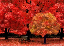 Jesień, Czerwone, Drzewa, Ławeczka