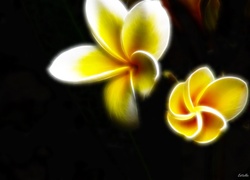 Fractalius, Plumeria