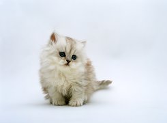 Mały, Biały, Kotek Perski