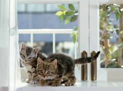 Koty, Parapet