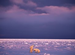 Misie, Polarne, Niebo, Zabawa