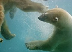 Niedźwiedzie, Polarne, Pod, Wodą