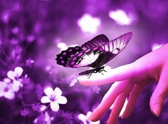 Motyl, Dłoń, Kwiaty