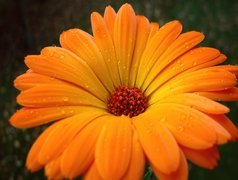 Pomarańczowa, Gerbera