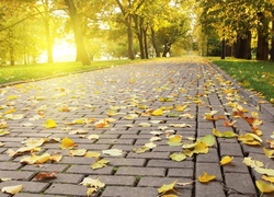 Park, Jesień, Drzewa, Liście, Chodnik, Droga