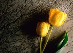 Żółte, Tulipany, Łodygi, Listek