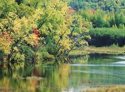 Drzewa, Jezioro