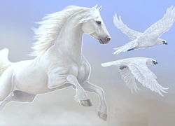 Biały, Koń, Białe, Ptaki