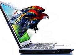 Papuga, Komputer, 4D