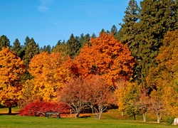 Jesień, Park, Drzewa, Ławka