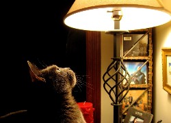 Kot, Lampa