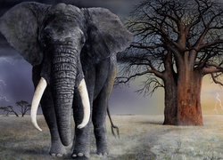 Słoń, Drzewo, Burza