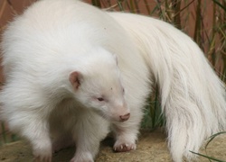 Biały, Skunks