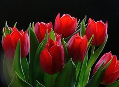 Czerwone, Tulipany