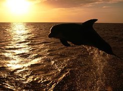 Zachód Słońca, Morze, Delfin