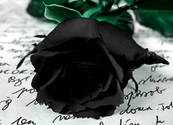 Czarna, Róża, List