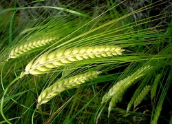 Zielone, Kłosy, Zboża