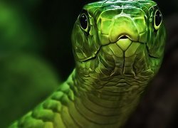 Zielony, Wąż