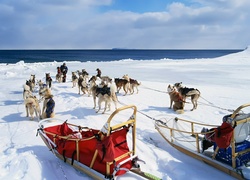 Siberian Husky, Zaprzęg, Śnieg