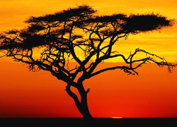 Drzewo, Zachód, Słońca, Afryka