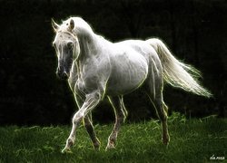 Biały, Koń, Trawa, Fractalius