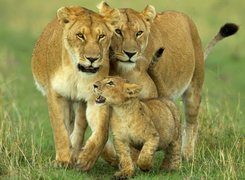 Rodzinka, Afrykańskich, Lwów