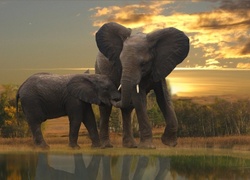 Słoń, Młode, Wodopój