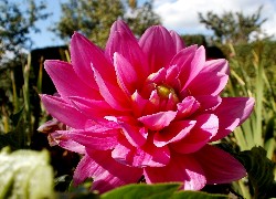 Kwiat, Dalia, Różowa