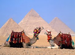 Wielbłądy, Piramidy
