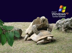 Windows, Żółwie