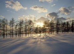 Zima, Przebijające, Światło, Drzewa