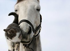 Koń, Kot, Przyjaciele