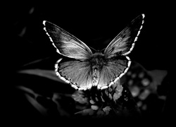 Motyl, Roślina