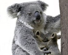 Koala, Młode, Drzewo