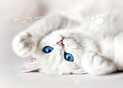 Biały, Kot, Niebieskie, Oczy