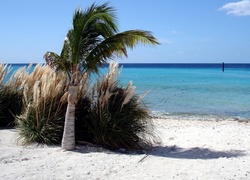 Plaża, Woda, Palma
