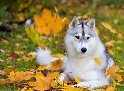 Pies, Husky, Jesień