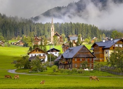 Austria , Gosau, Wioska, Domy, Krowy