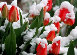 Czerwone, Tulipany, Pokryte, Śniegiem