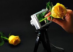Aparat, Fotograficzny, Róże